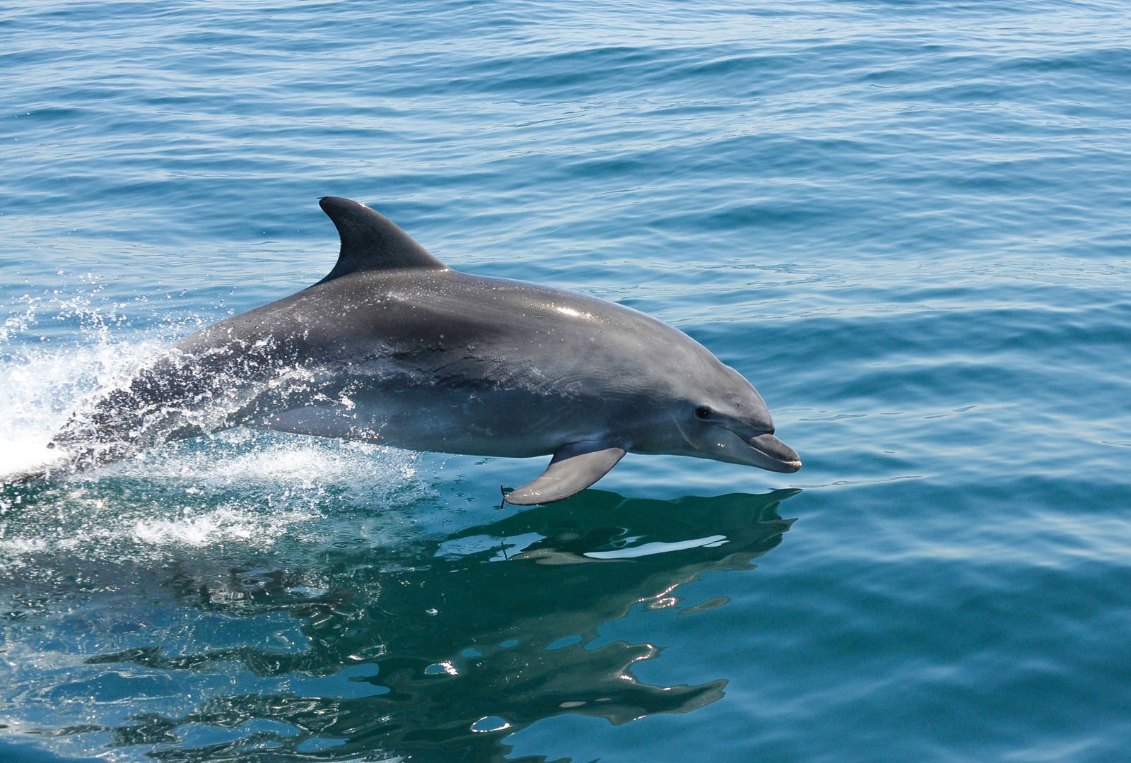 Dolphin watching tours in the Algarve