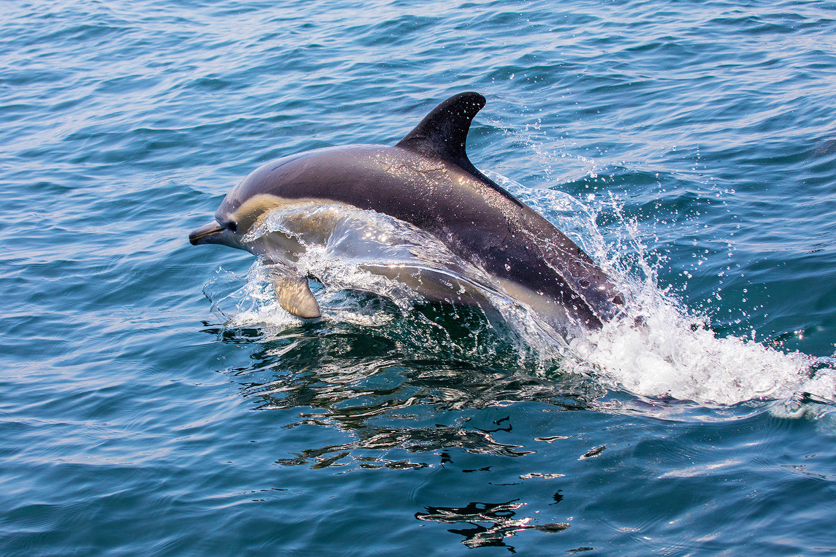 dolphin tour vilamoura
